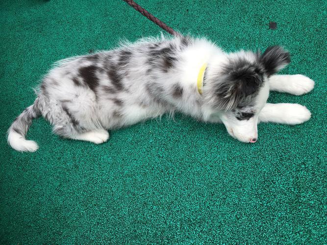 牧羊犬拉屎拉尿怎么训练