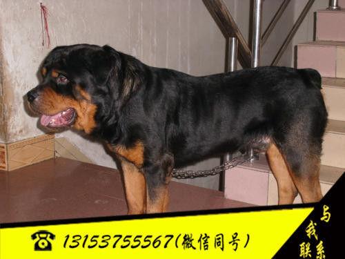 罗威纳犬的训练科目