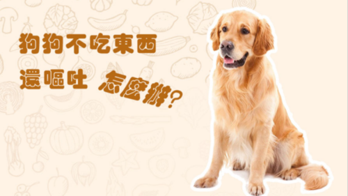 1 狗狗乱吃东西怎么办