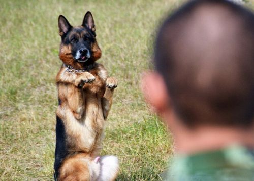 犬前进科目训练