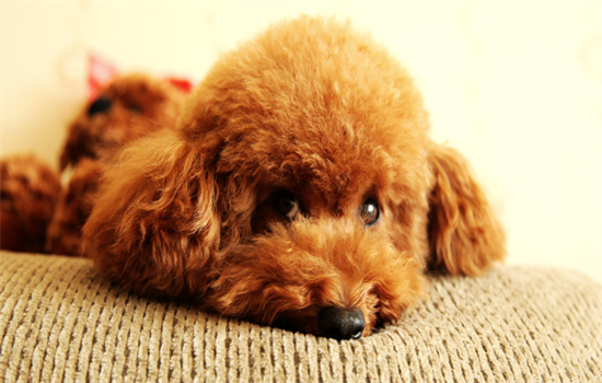 泰迪幼犬训练大小便