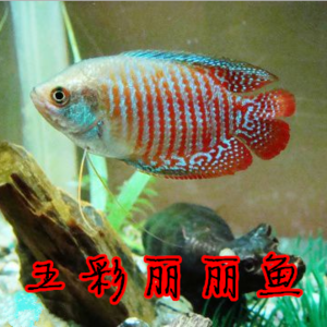 养七彩鱼需要什么东西