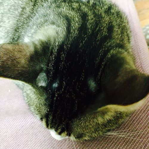 猫呕吐黑色的东西怎么办