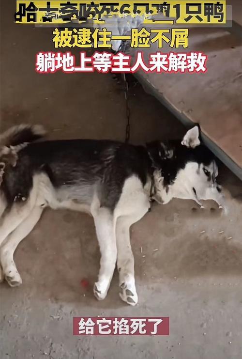 训练哈士奇不咬鸡