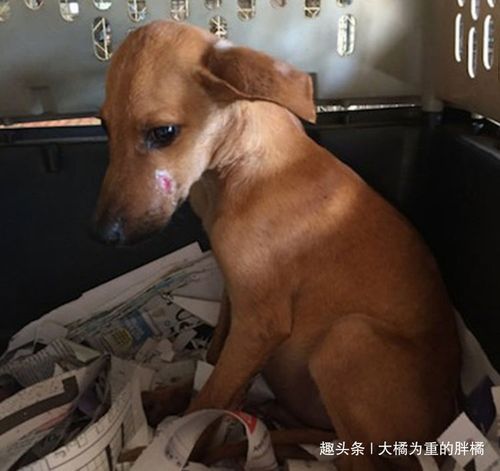 刚抱回家的狗狗不吃东西