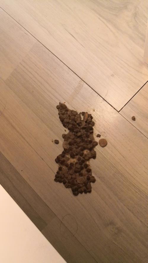猫吐了不吃东西没有精神怎么办