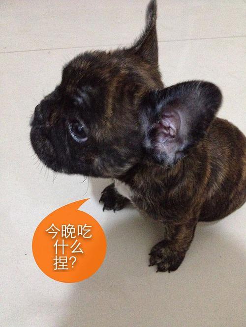 法斗幼犬不吃东西不拉屎