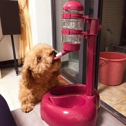 怎么训练狗狗用夹式水壶喝水