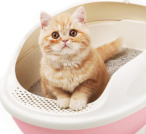 猫猫退烧后不吃东西不便便