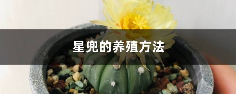 兜养殖方法