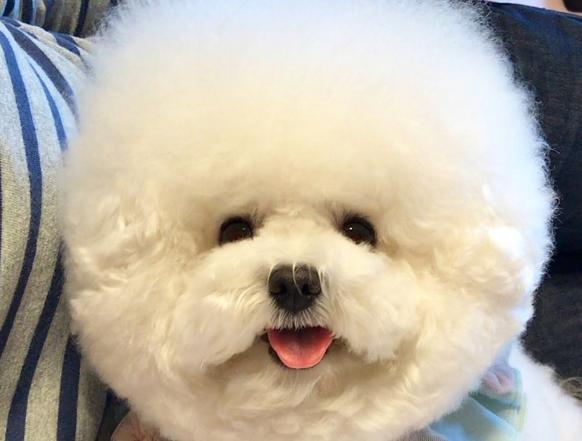 训练狗叼东西