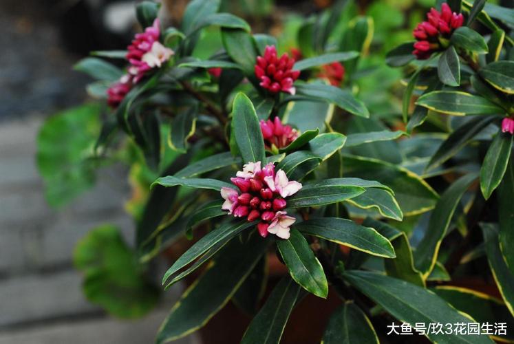 如何栽培瑞香
