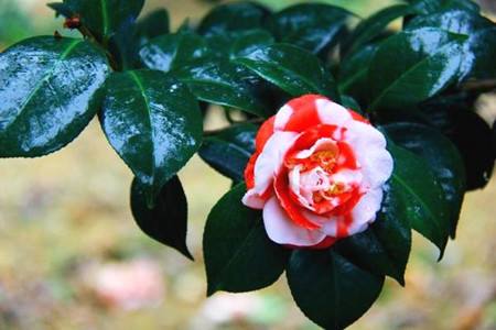 山茶花养殖注意事项