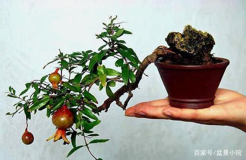 石榴盆景的栽培