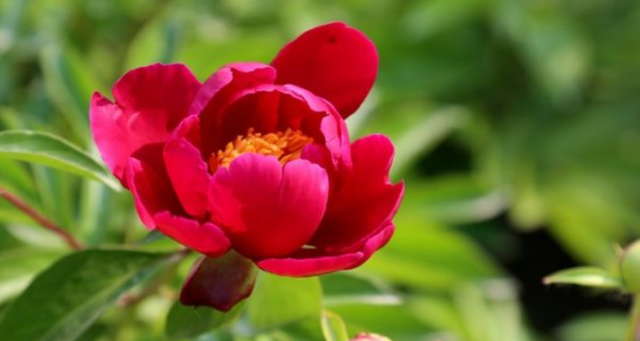 芍药养殖方法