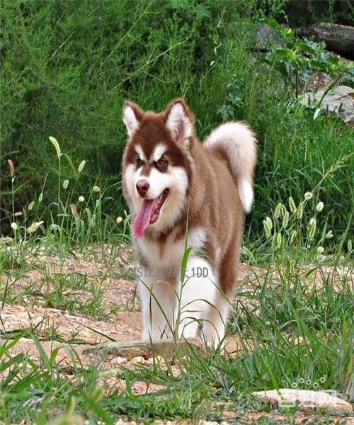 训练阿拉斯加犬视频大全