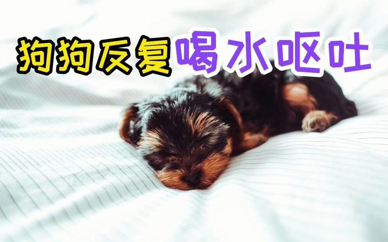 孕狗喝水不吃东西怎么办