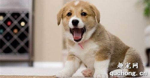 犬瘟四肢无力康复训练