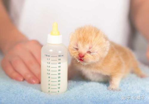 怎么训练猫不用奶瓶吃饭