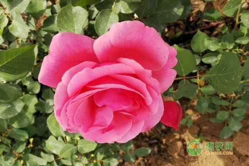 月季花的栽培要点