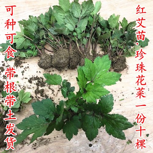 珍珠花菜如何育苗栽培呢