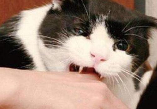 猫老是喜欢咬东西