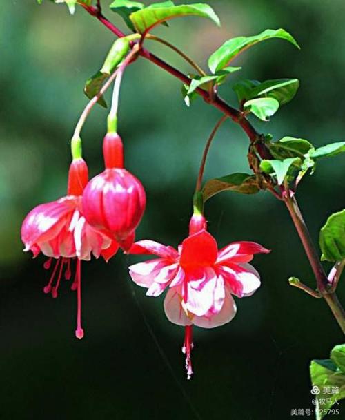 怎样栽培灯笼花