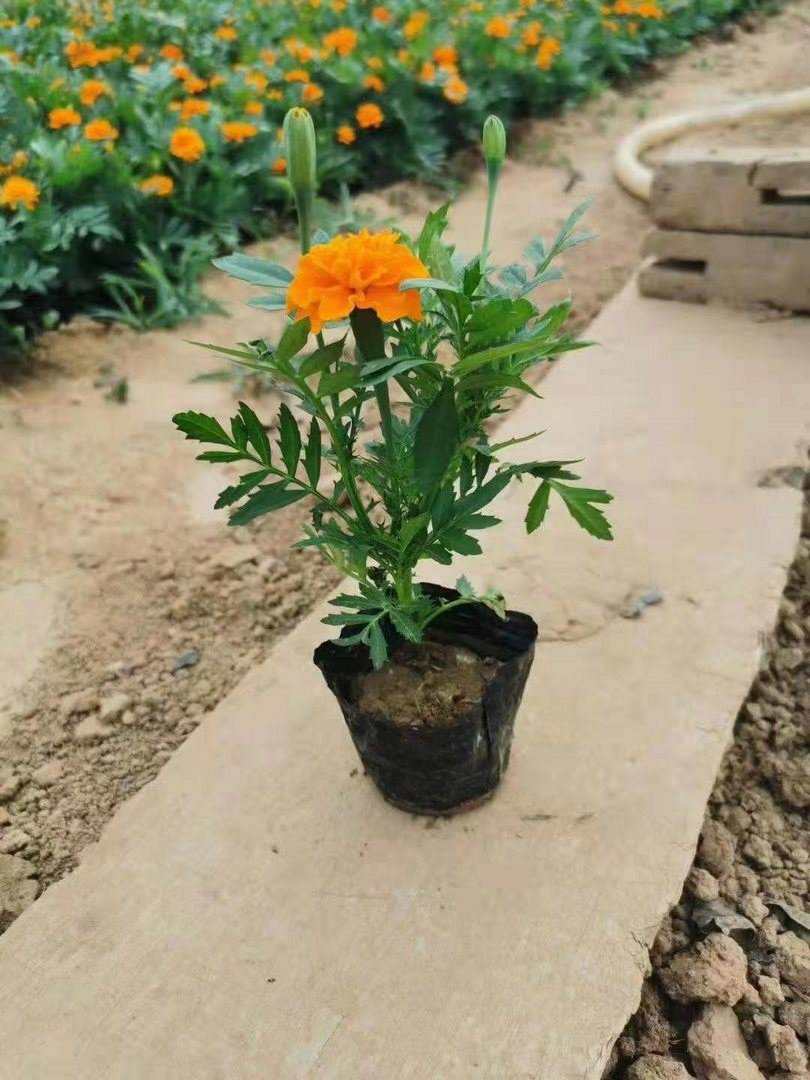 孔雀草播种注意事项