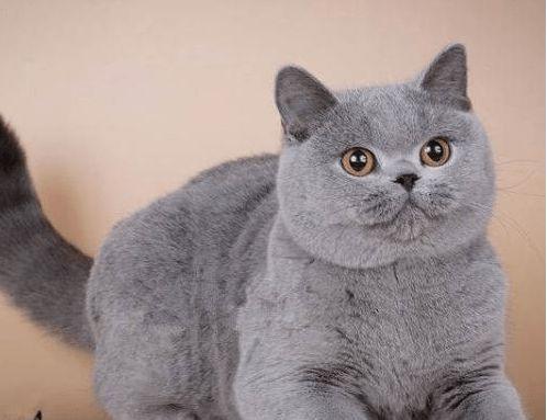 如何训练英国短毛猫