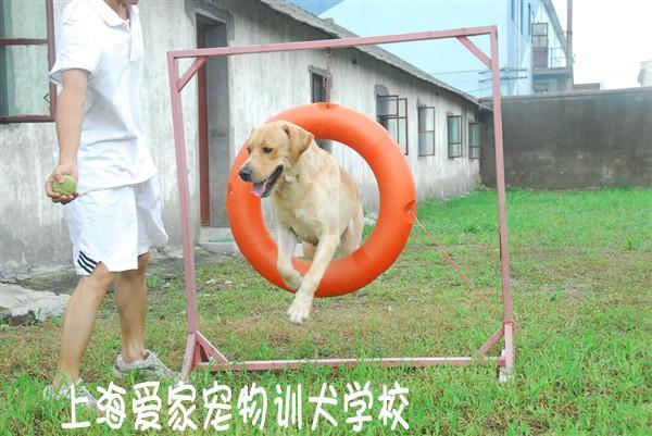 上海爱家狗训练基地