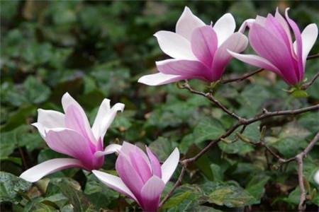 玉兰花的养殖方法