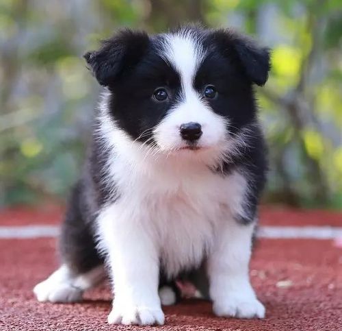 边牧幼犬生病不吃东西怎么办