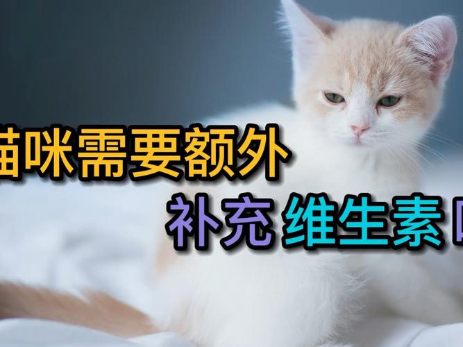 猫都需要补充什么东西
