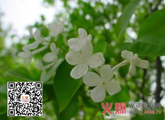 丁香花栽培技术
