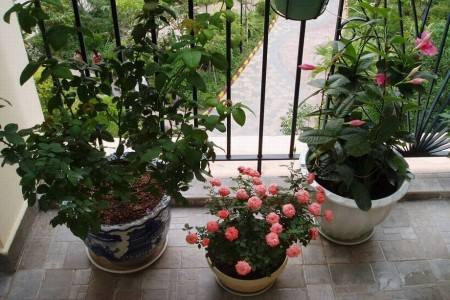 玫瑰花盆栽冬天怎么养殖方法