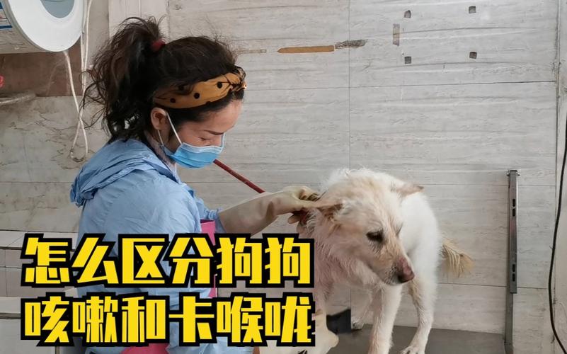 感觉狗狗喉咙卡了东西
