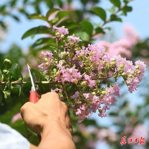 紫薇花栽培技术
