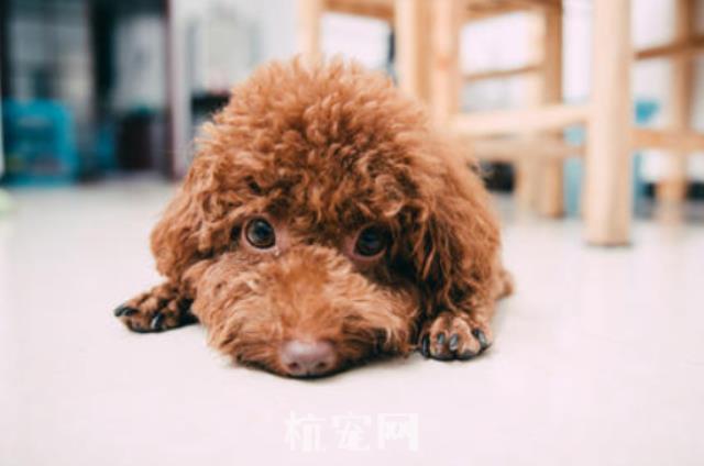怎么训练泰迪狗不咬人
