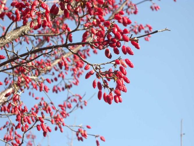 山茱萸花怎么栽培