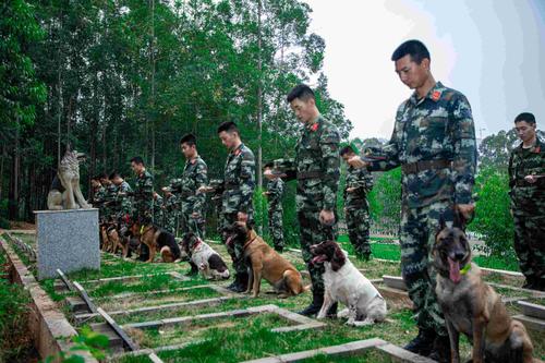 广西南宁军犬训练基地