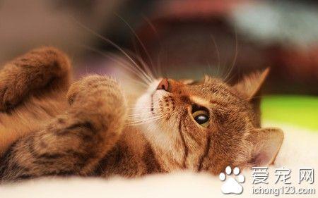 如何训练猫咪不乱抓