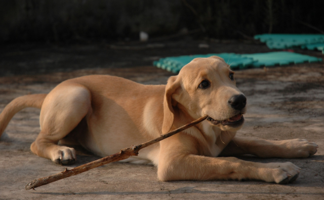 如何训练犬气味找东西