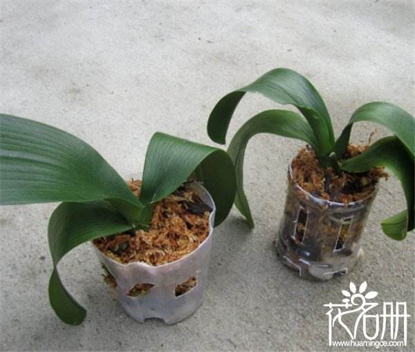 给花换盆需要注意事项