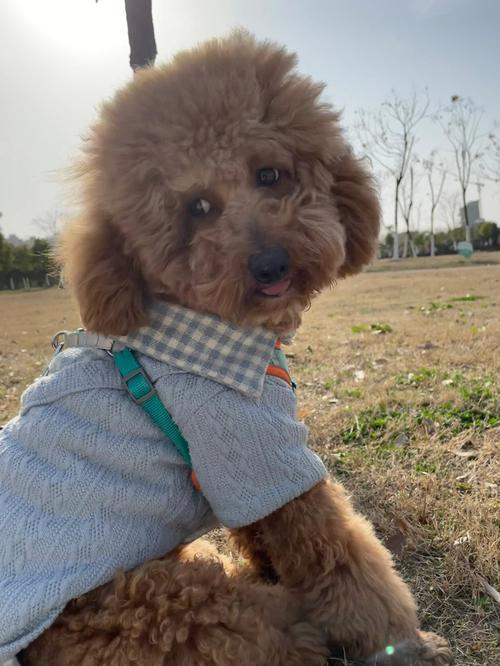泰迪一岁4个月怎么训练