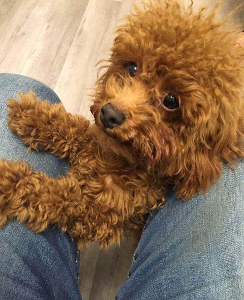泰迪犬五个月怎么训练