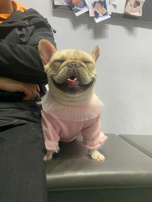 法斗两个月了 训练