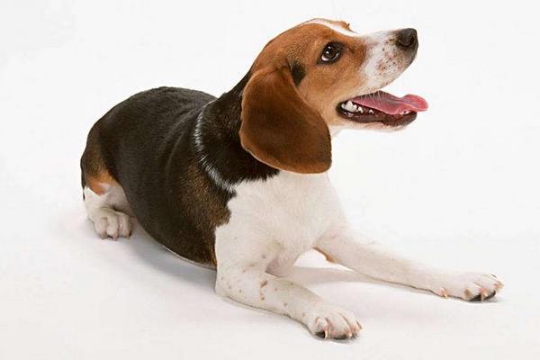 怎么才能训练出一条优秀的猎兔犬