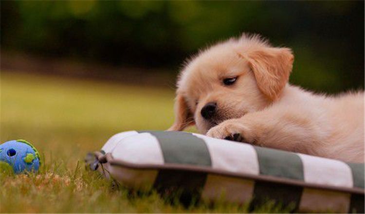 狗狗不喜欢东西的状况