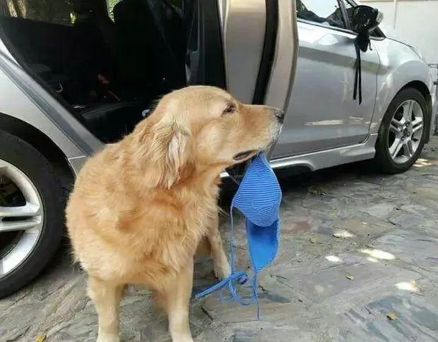 怎么让狗狗捡东西
