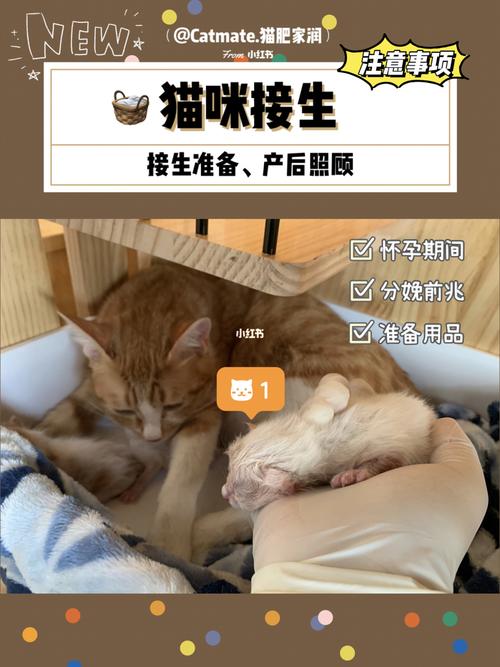 猫要生产前要准备什么东西